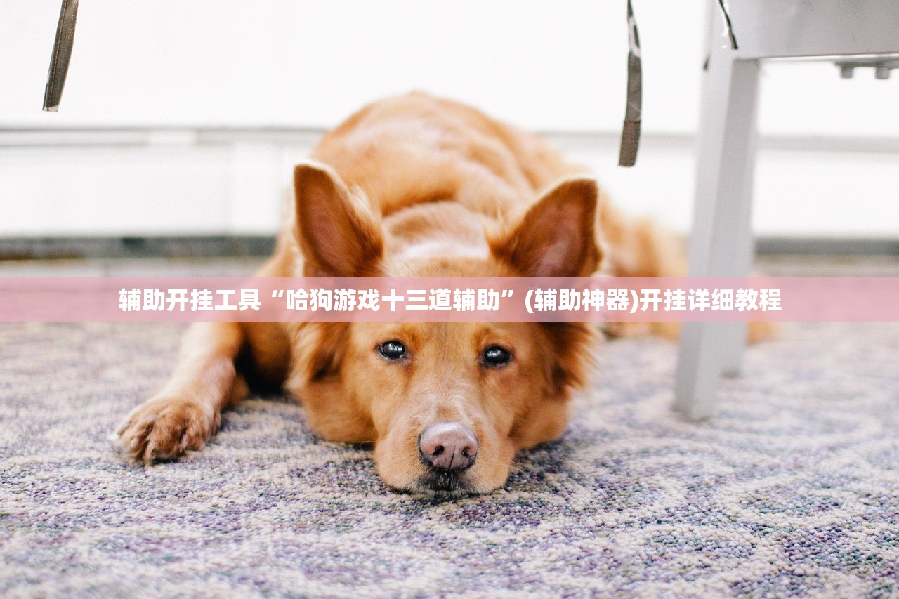 辅助开挂工具“哈狗游戏十三道辅助”(辅助神器)开挂详细教程