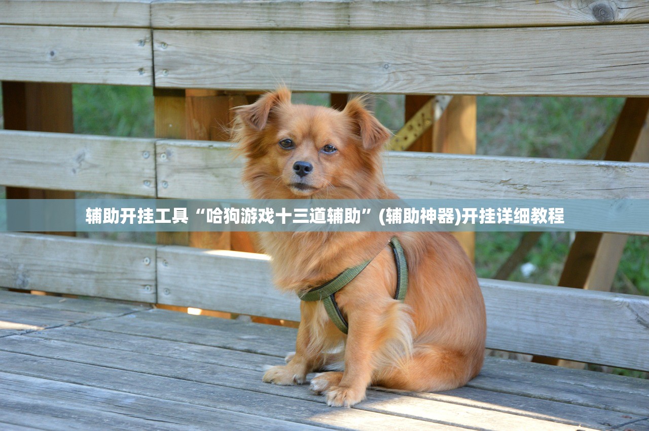 辅助开挂工具“哈狗游戏十三道辅助”(辅助神器)开挂详细教程