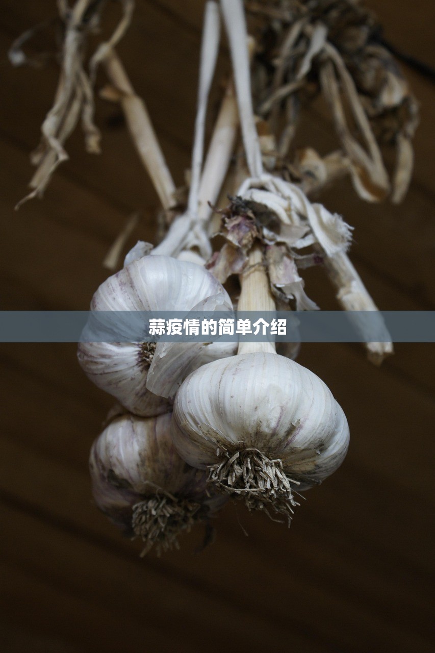 蒜疫情的简单介绍