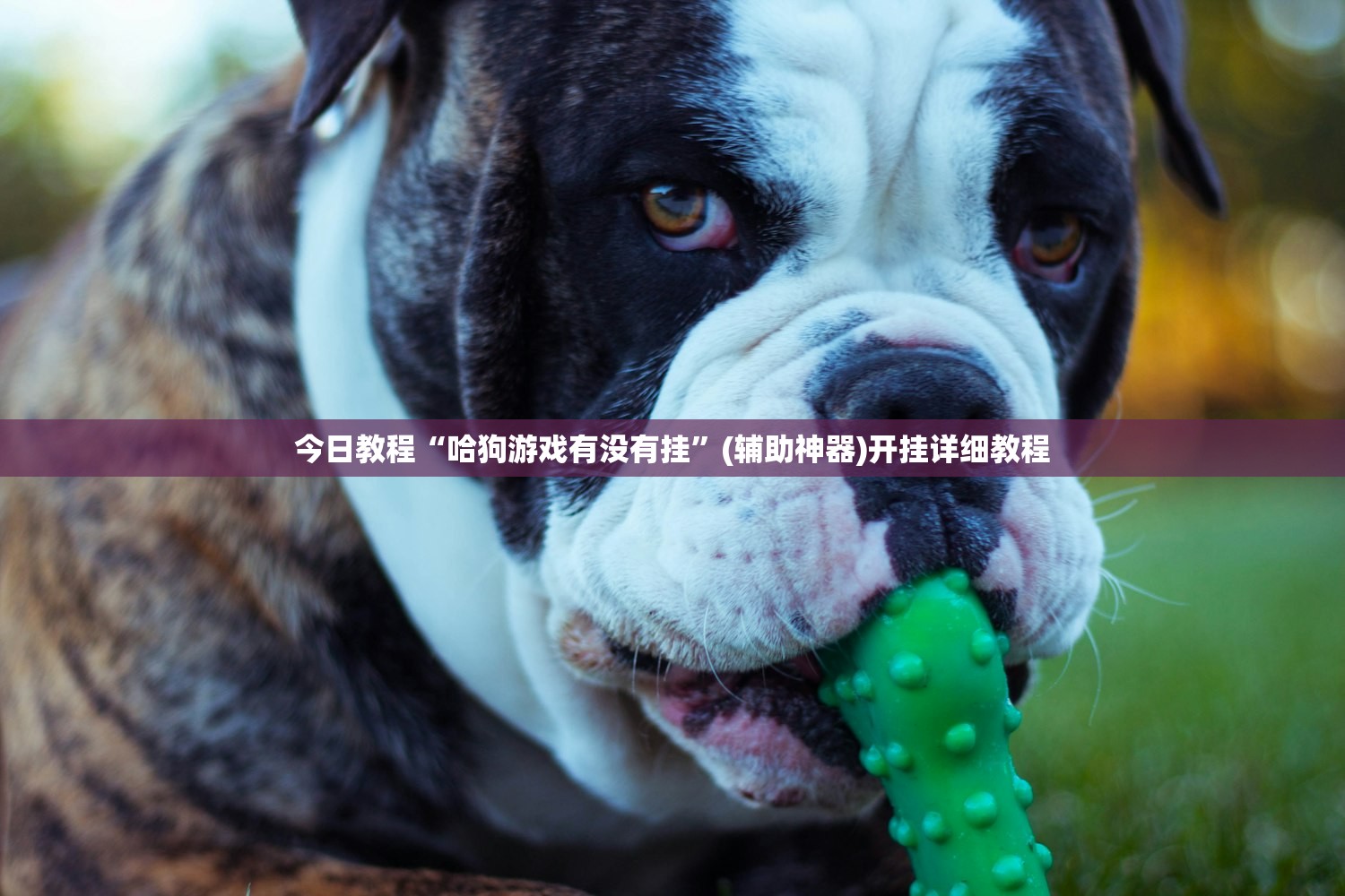 使用分享!天天贰柒拾有没有挂”详细开挂教程