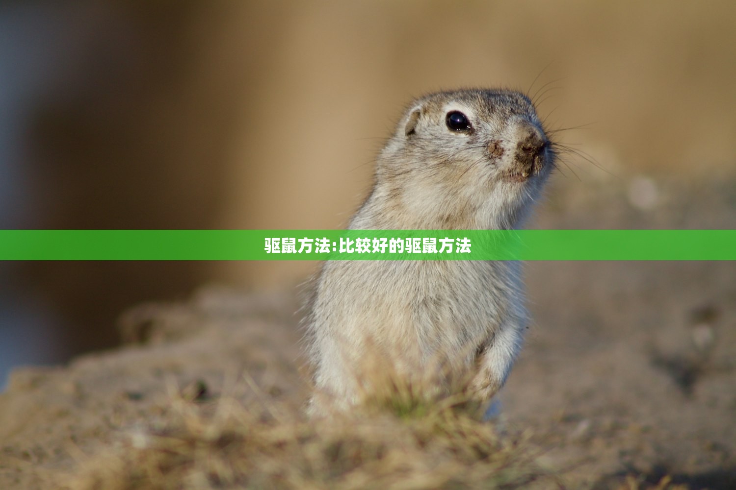 驱鼠方法:比较好的驱鼠方法