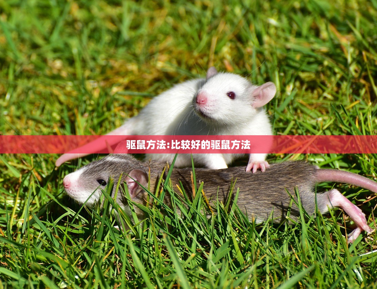 驱鼠方法:比较好的驱鼠方法