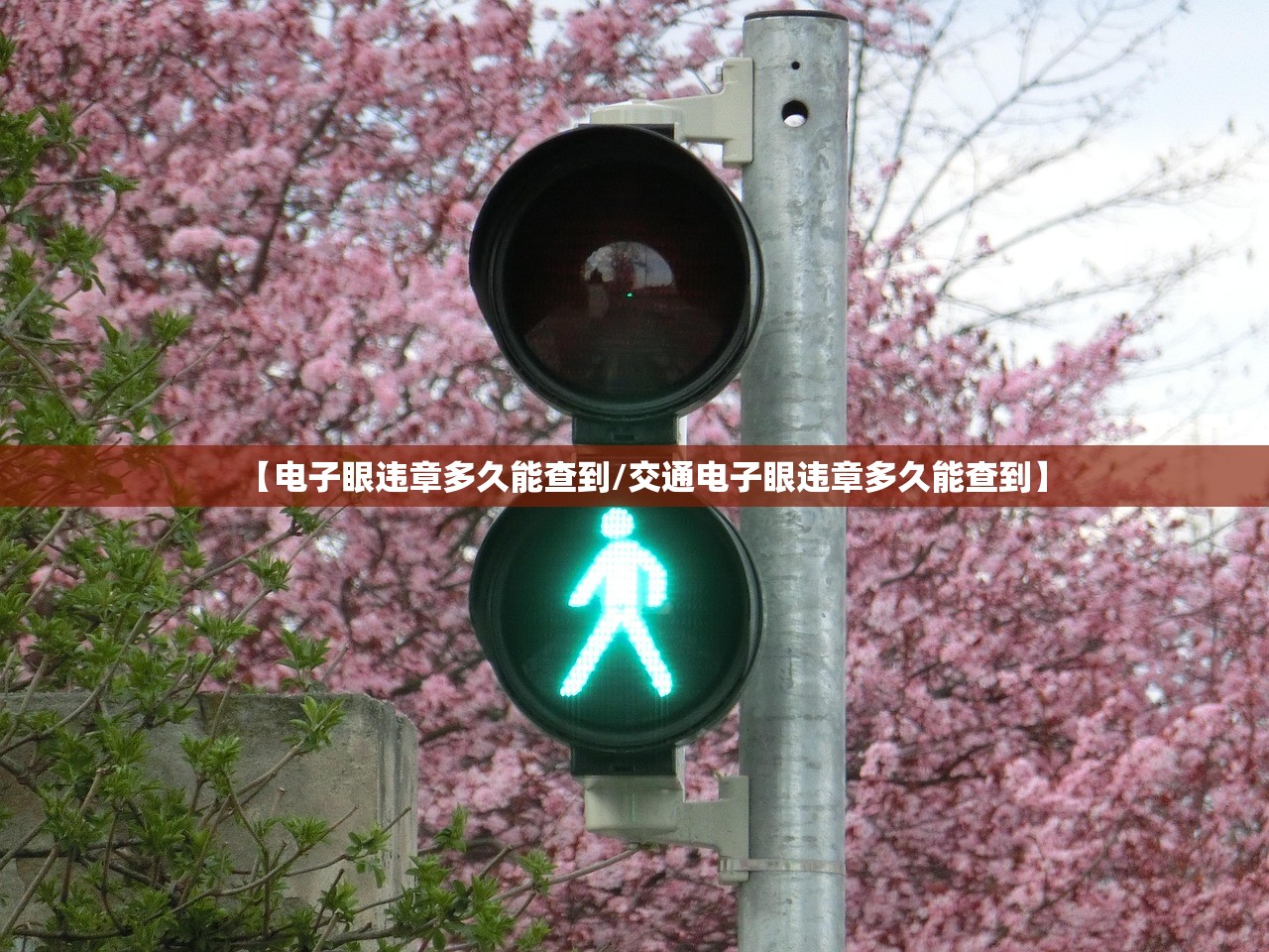 【电子眼违章多久能查到/交通电子眼违章多久能查到】