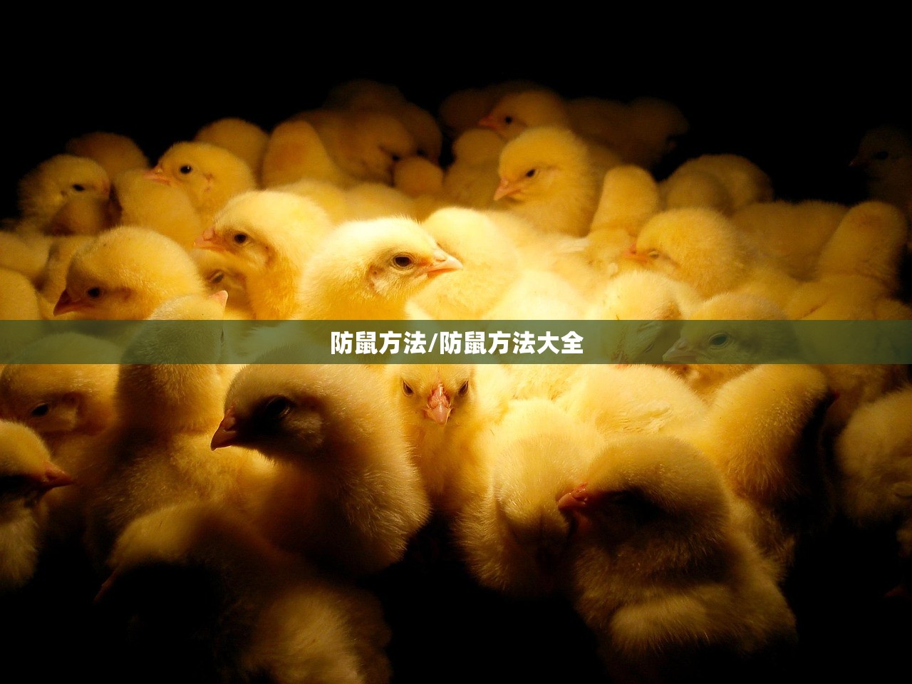 防鼠方法/防鼠方法大全 防鼠方法/防鼠方法大全