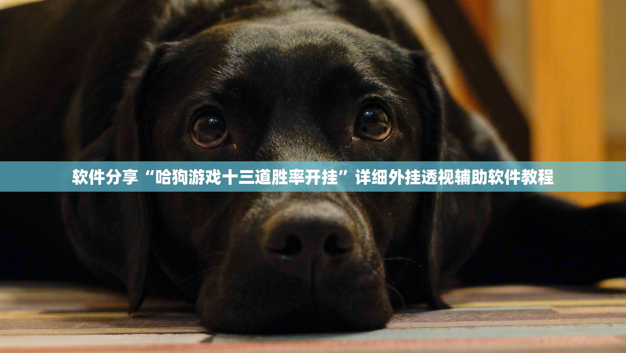 软件分享“哈狗游戏十三道胜率开挂”详细外挂透视辅助软件教程