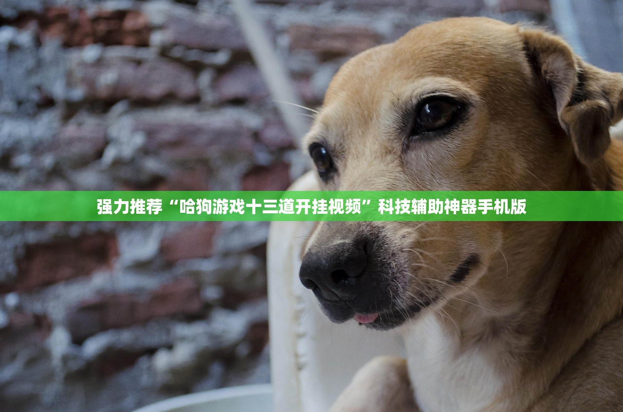 强力推荐“哈狗游戏十三道开挂视频”科技辅助神器手机版