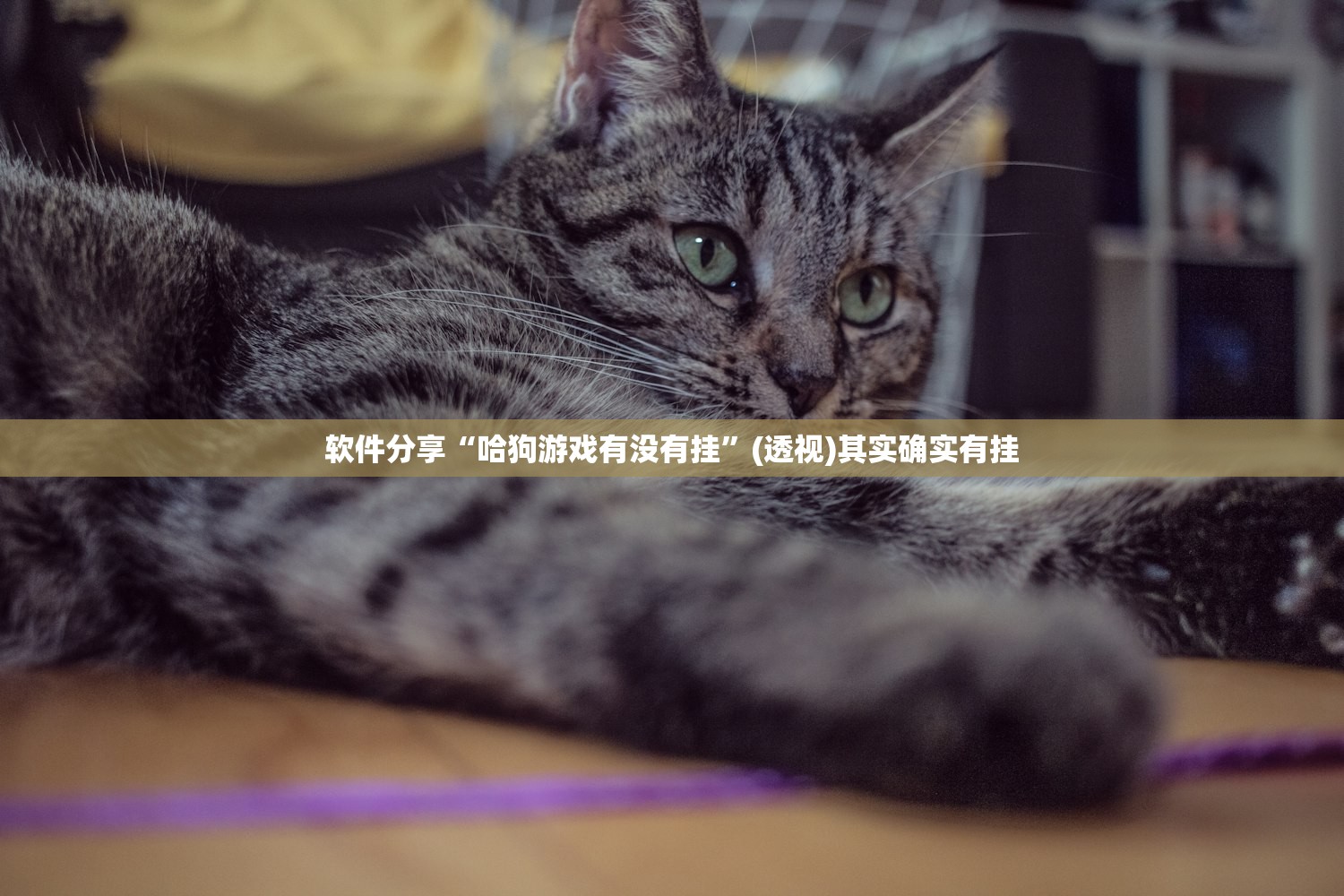 软件分享“哈狗游戏有没有挂”(透视)其实确实有挂