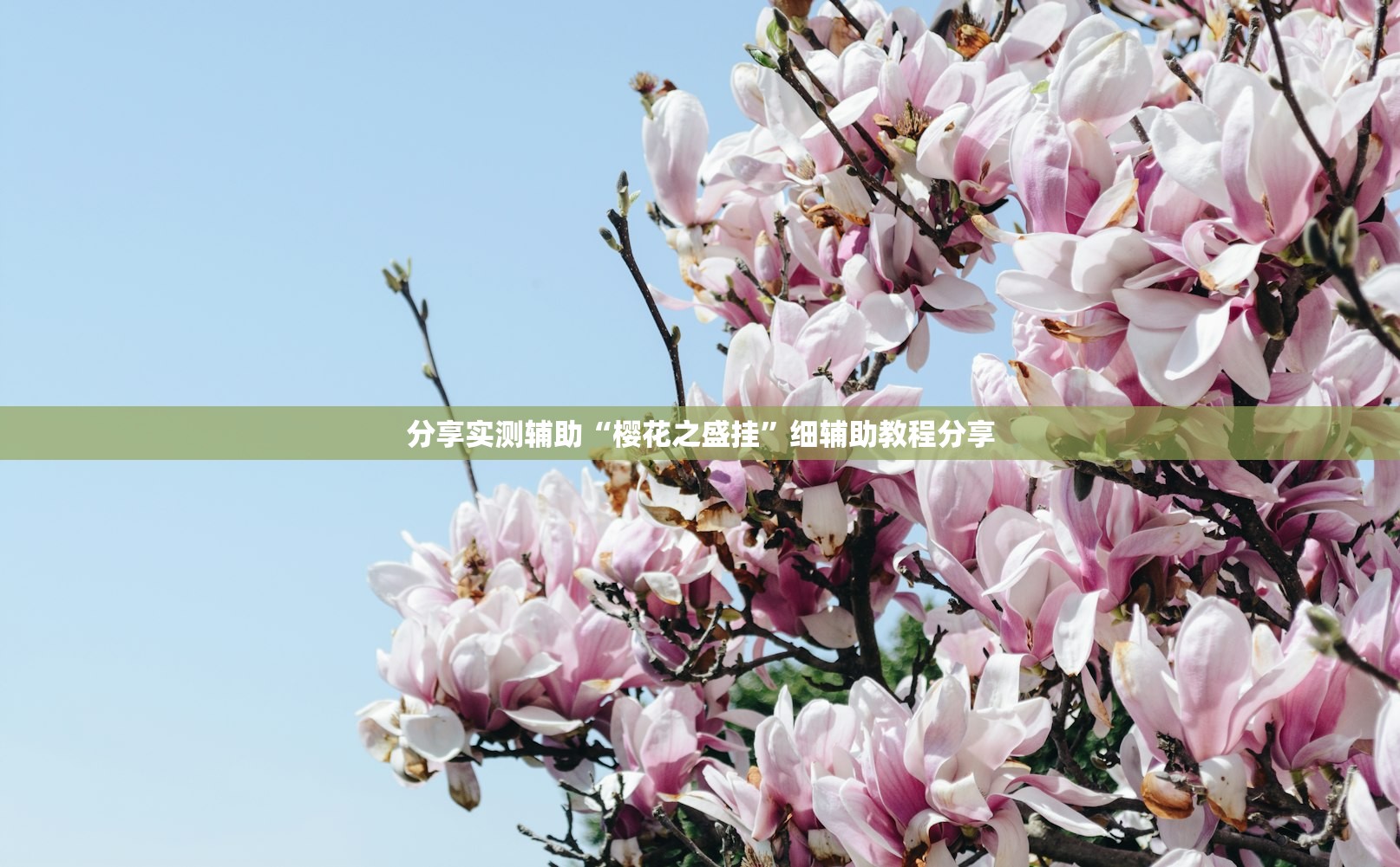 分享实测辅助“樱花之盛挂”细辅助教程分享
