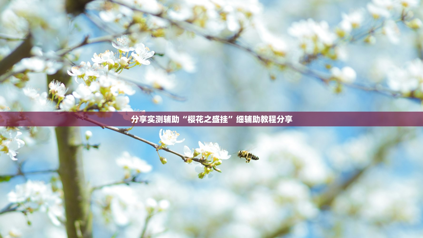 分享实测辅助“樱花之盛挂”细辅助教程分享
