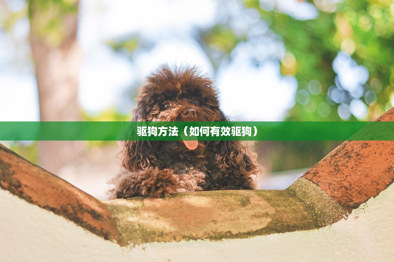 驱狗方法（如何有效驱狗）
