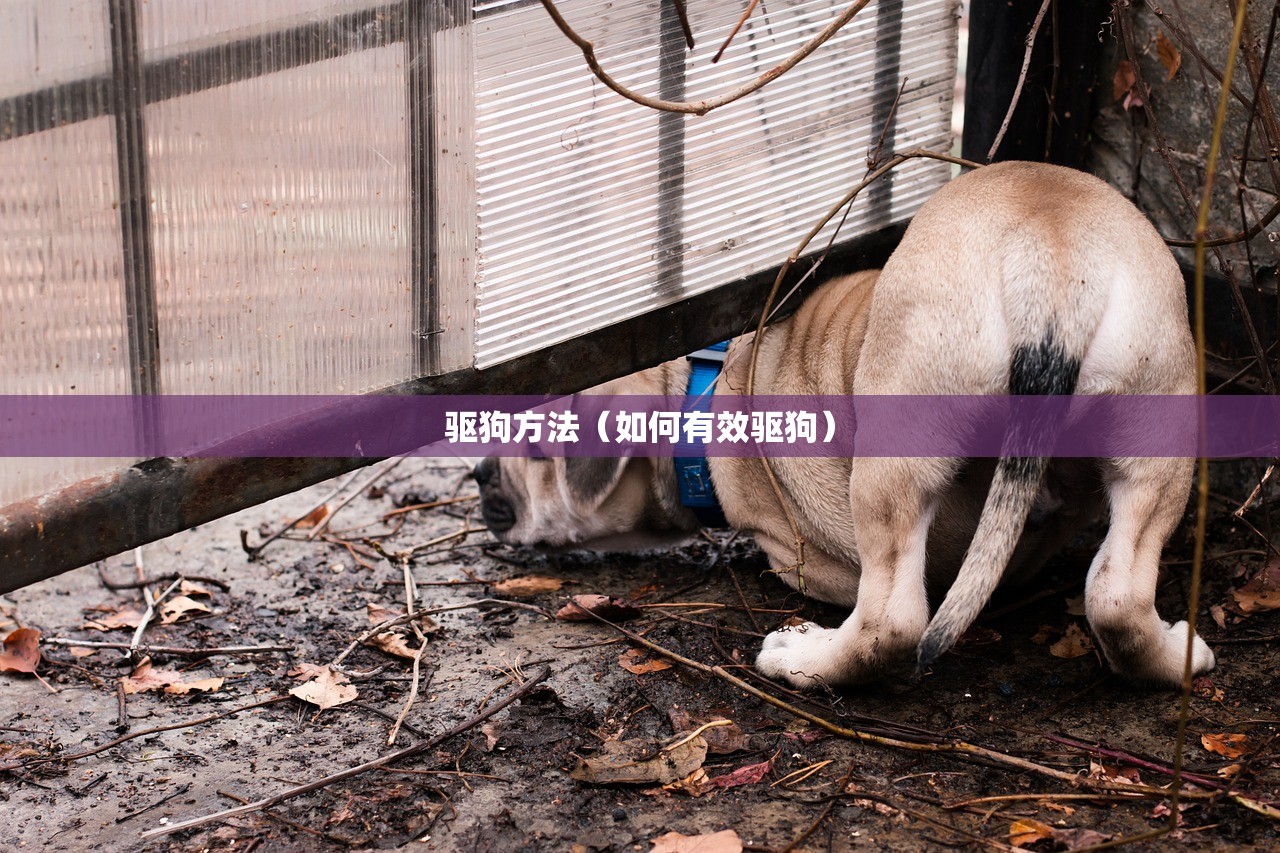 驱狗方法（如何有效驱狗）