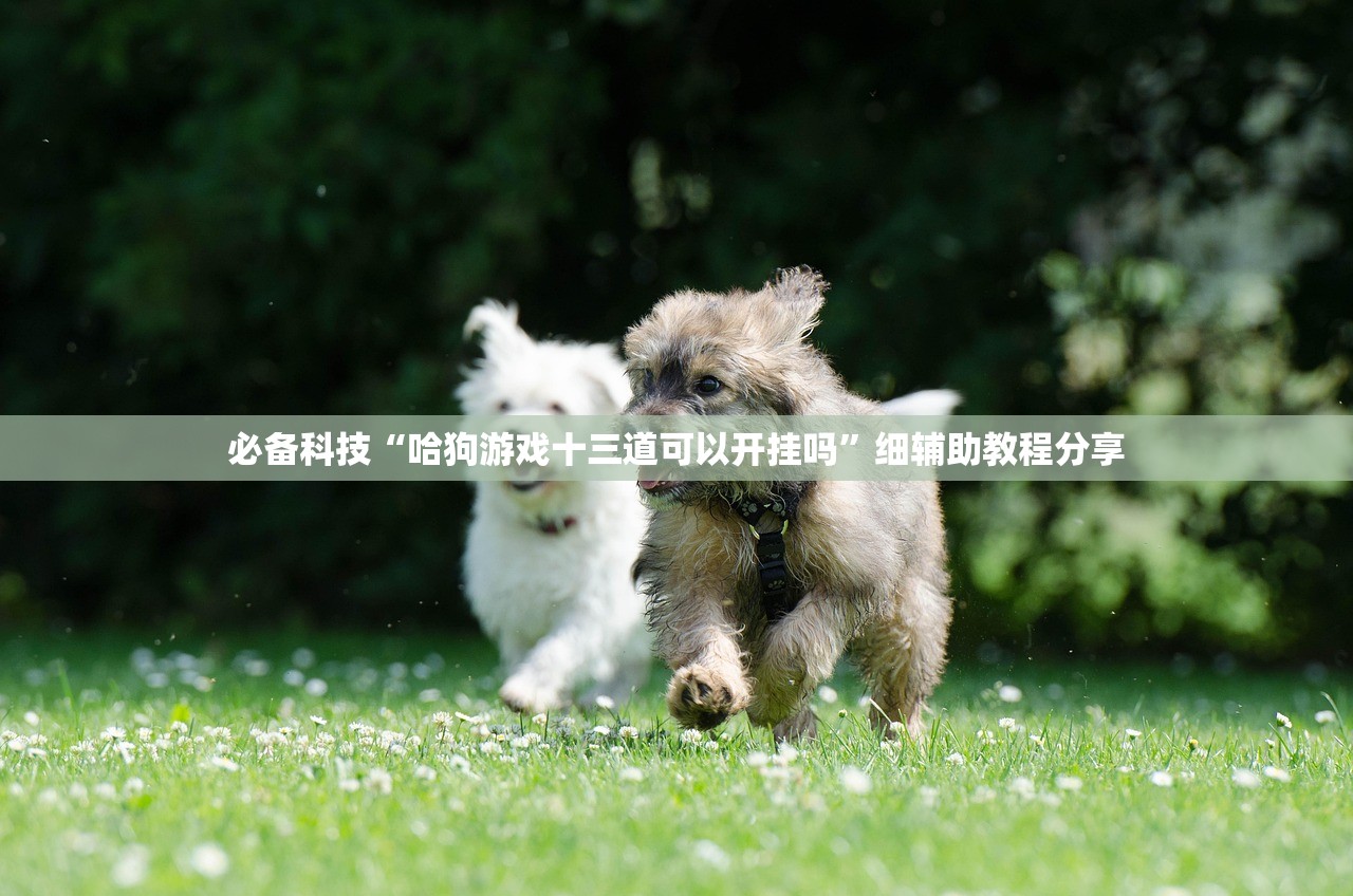 必备科技“哈狗游戏十三道可以开挂吗”细辅助教程分享