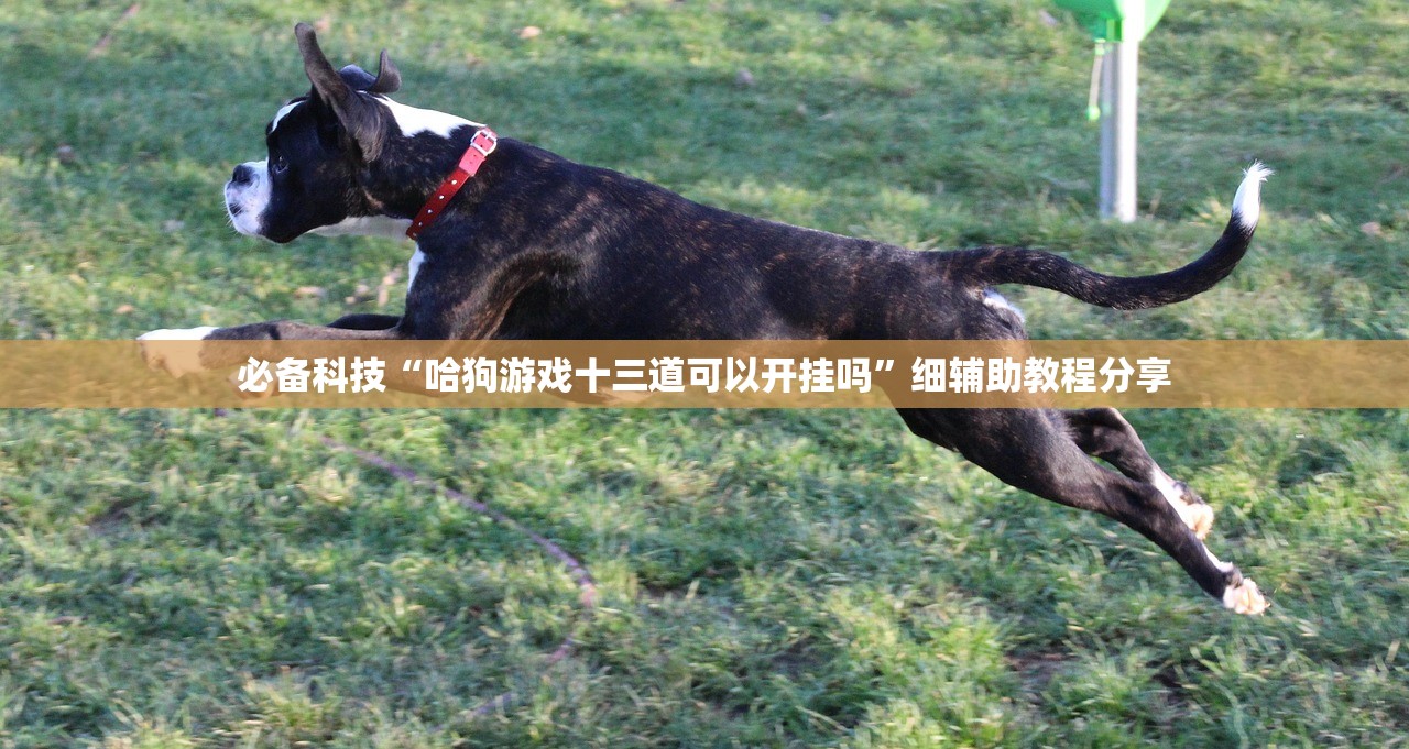 必备科技“哈狗游戏十三道可以开挂吗”细辅助教程分享