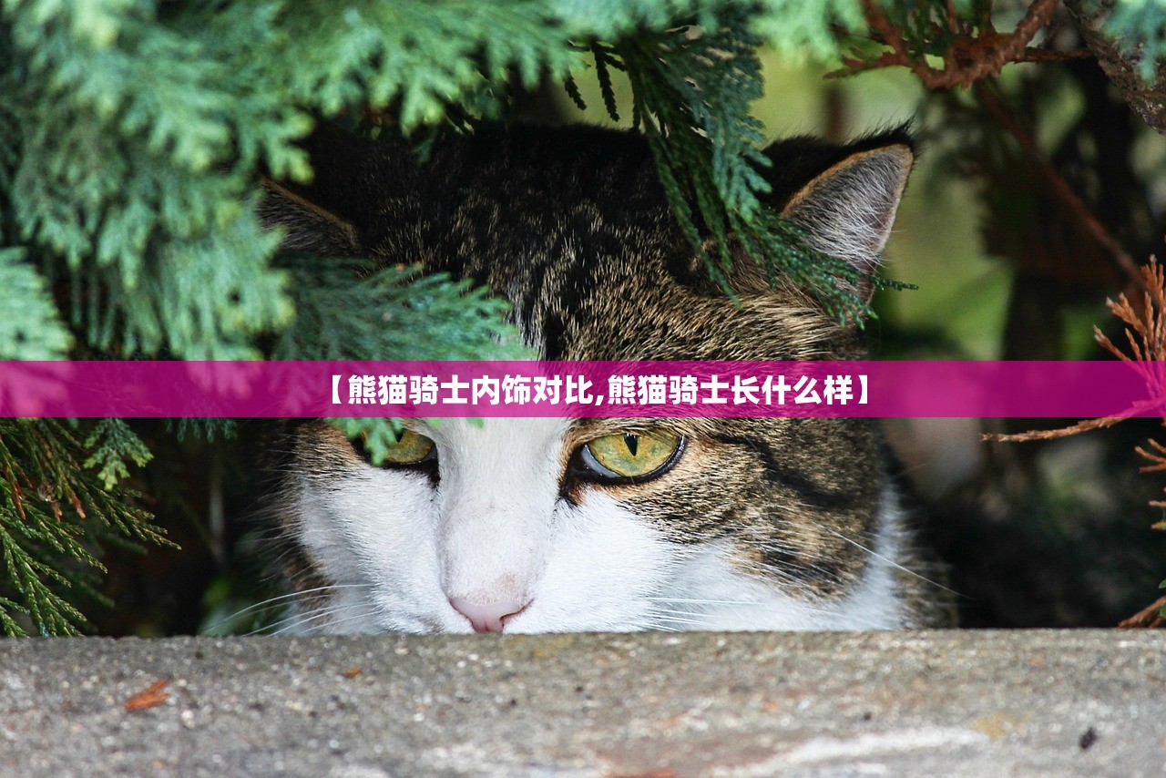 【熊猫骑士内饰对比,熊猫骑士长什么样】