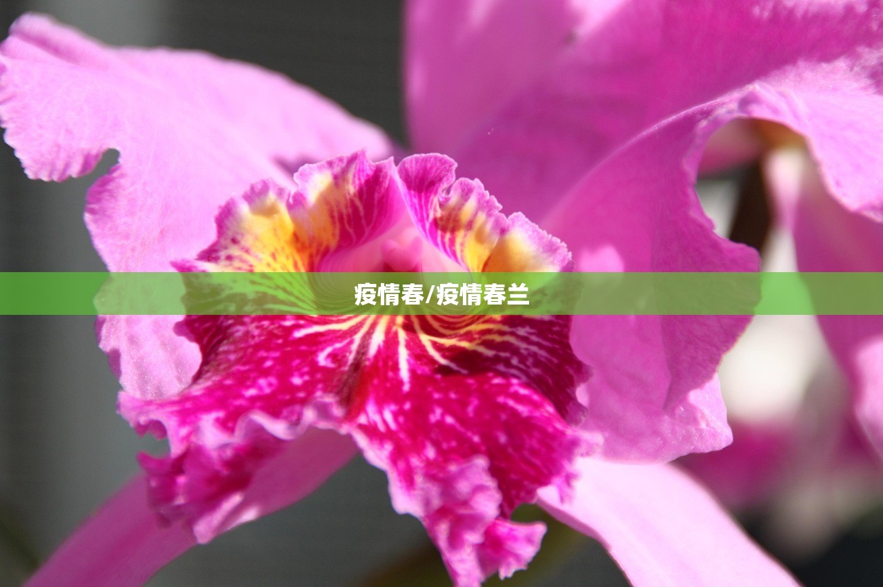 疫情春/疫情春兰