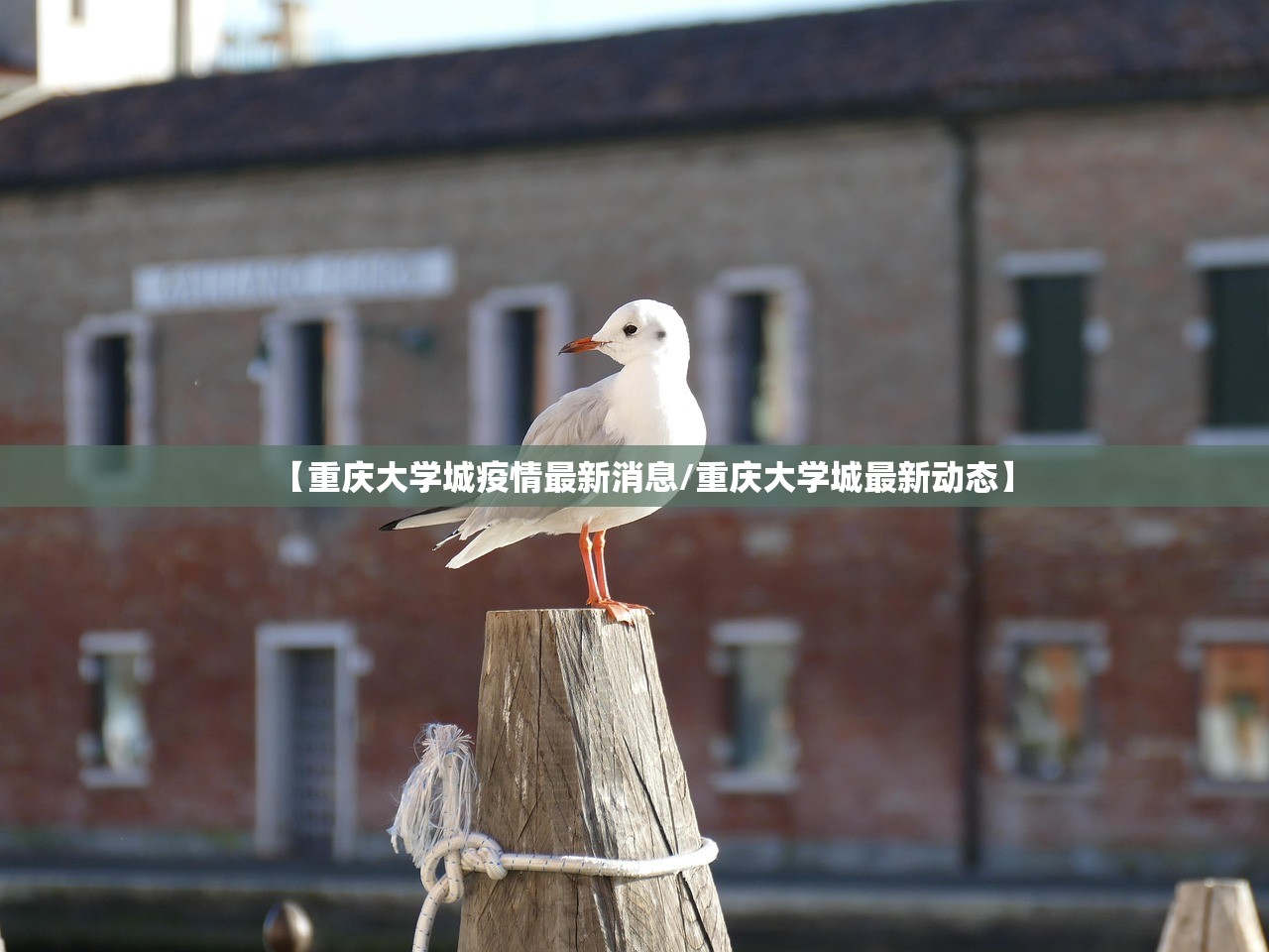 【重庆大学城疫情最新消息/重庆大学城最新动态】