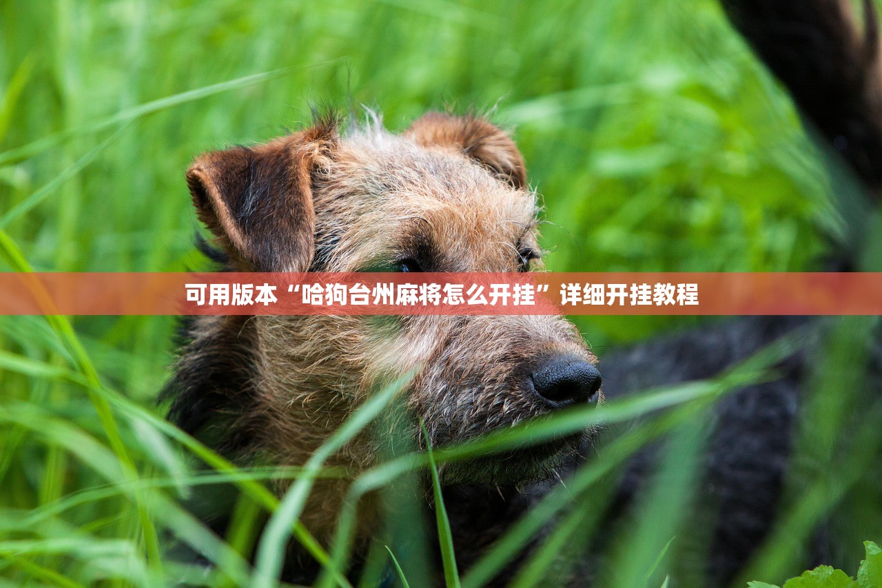 可用版本“哈狗台州麻将怎么开挂”详细开挂教程