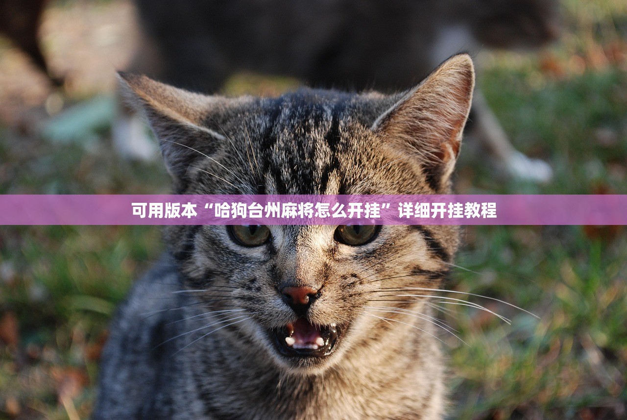 可用版本“哈狗台州麻将怎么开挂”详细开挂教程