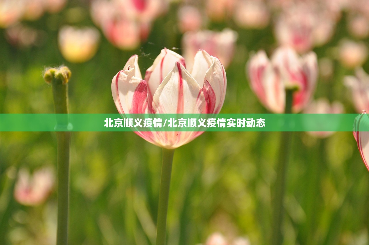 北京顺义疫情/北京顺义疫情实时动态