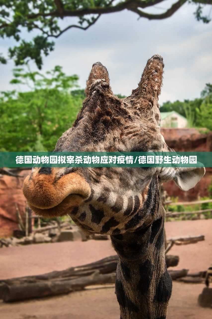 德国动物园拟宰杀动物应对疫情/德国野生动物园