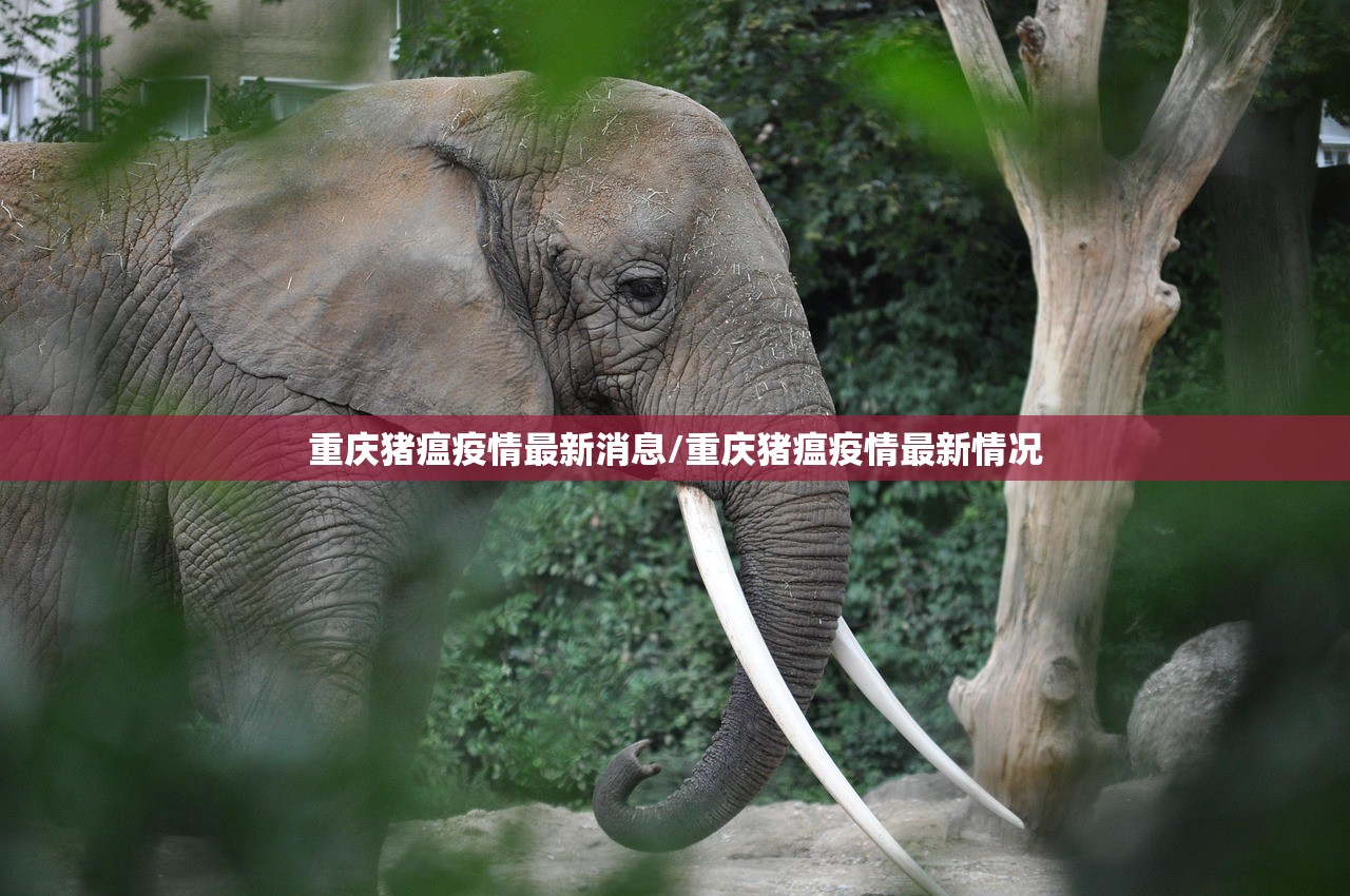 重庆猪瘟疫情最新消息/重庆猪瘟疫情最新情况