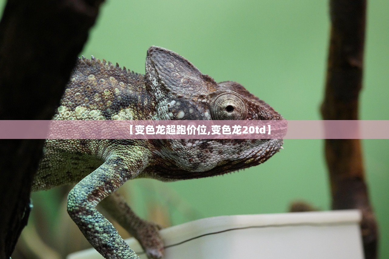 【变色龙超跑价位,变色龙20td】