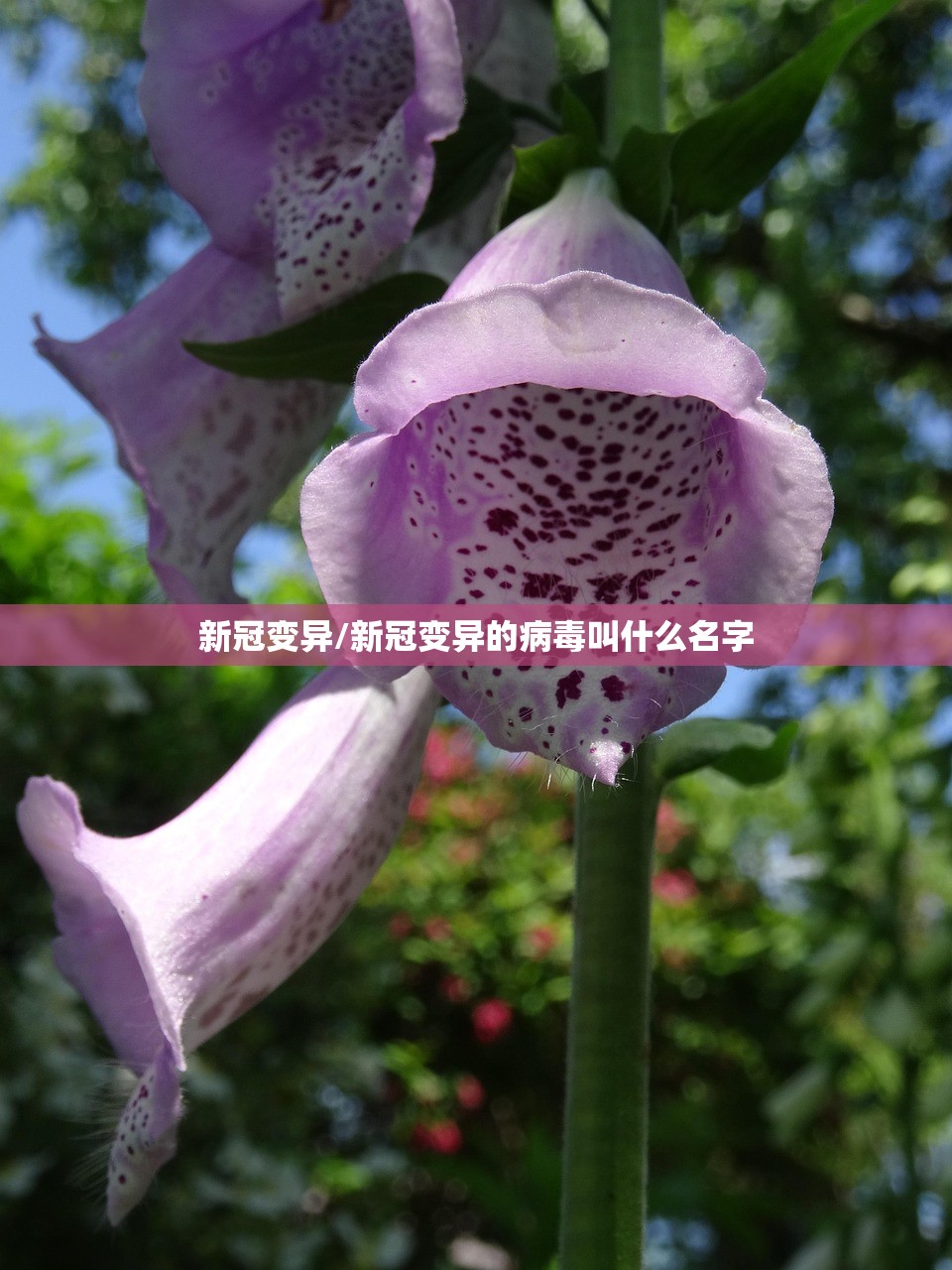 新冠变异/新冠变异的病毒叫什么名字